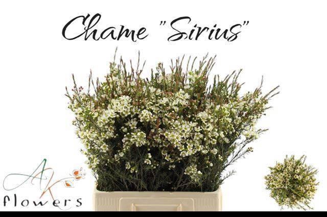 <h4>CHAME ME SIRIUS</h4>