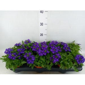 Verbena  'Rapunzel Violet'