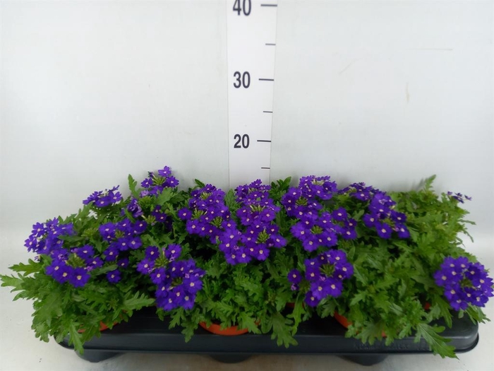 <h4>Verbena  'Rapunzel Violet'</h4>