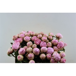 Paeo L Pillow Talk L-rose