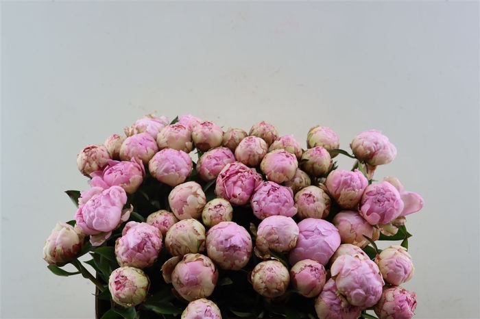 <h4>Paeo L Pillow Talk L-rose</h4>