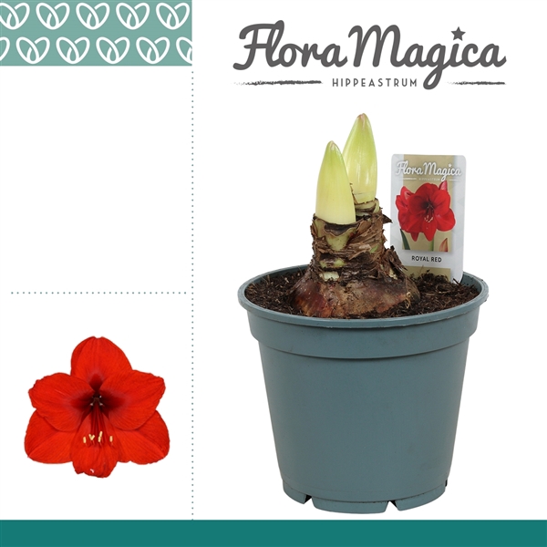 <h4>Amaryllis Royal Red 2/3 Knop Bolmaat 36-40</h4>