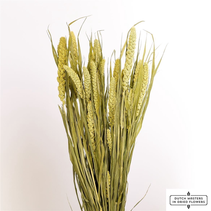 <h4>Dried Sorghum Panselaria Bunch</h4>