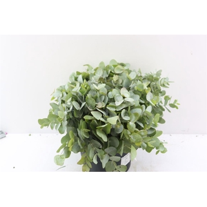 Euca Cinerea 40 Cm P Stem