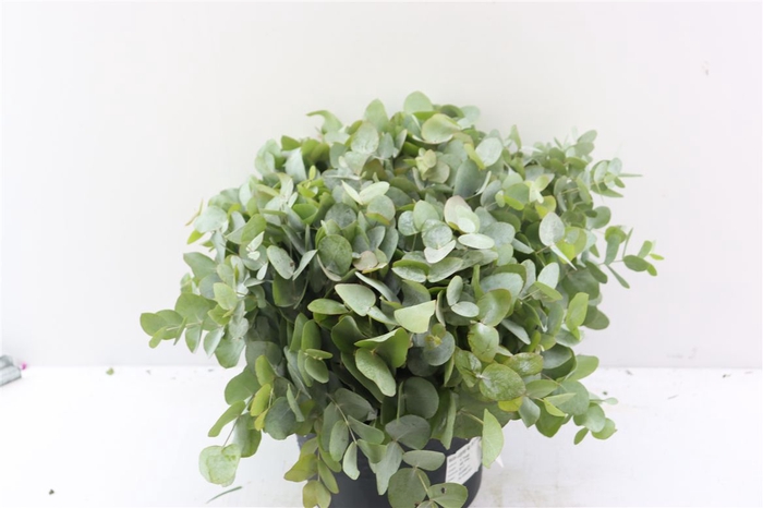 <h4>Euca Cinerea 40 Cm P Stem</h4>