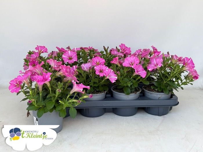 <h4>PET PEPPY CERISE</h4>