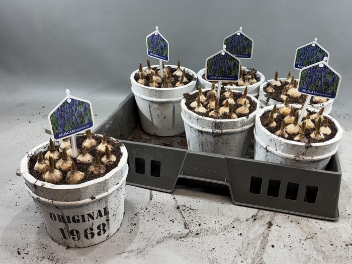 <h4>ARR MUSCARI</h4>