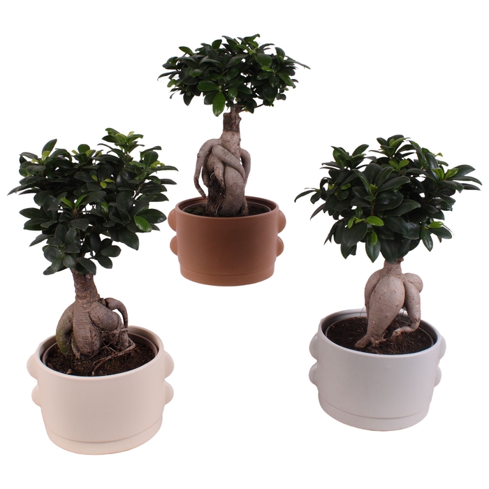<h4>Ficus Mi Ginseng Keramiek</h4>