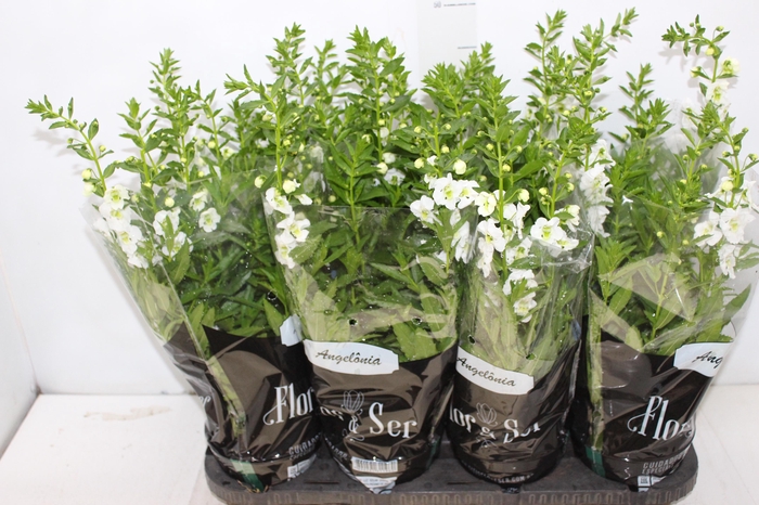 <h4>ANGELONIA P14 VARIADO</h4>