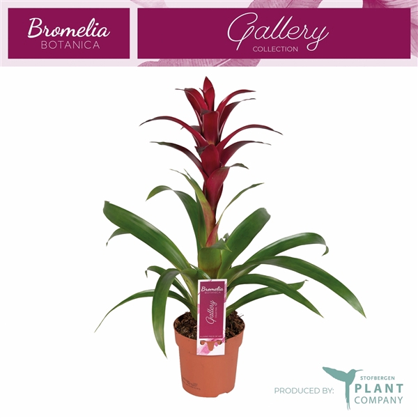<h4>Guzmania 'Nextara'</h4>