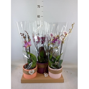 Phalaenopsis   ...mix