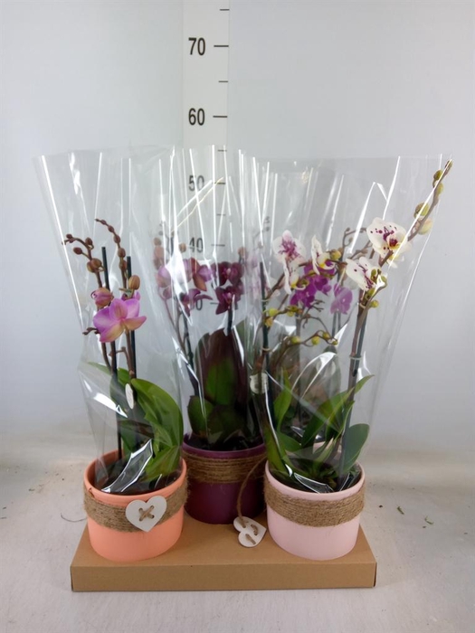 <h4>Phalaenopsis   ...mix</h4>