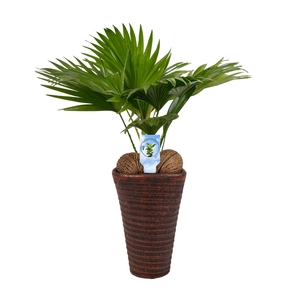Livistona rotundifolia11 s Asp Lucht Zuiverend brown pot