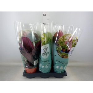 Calathea roseopicta   ...mix