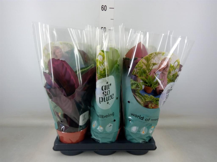 <h4>Calathea roseopicta   ...mix</h4>