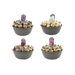 Hyacinth schaal, 27cm, mix per laag
