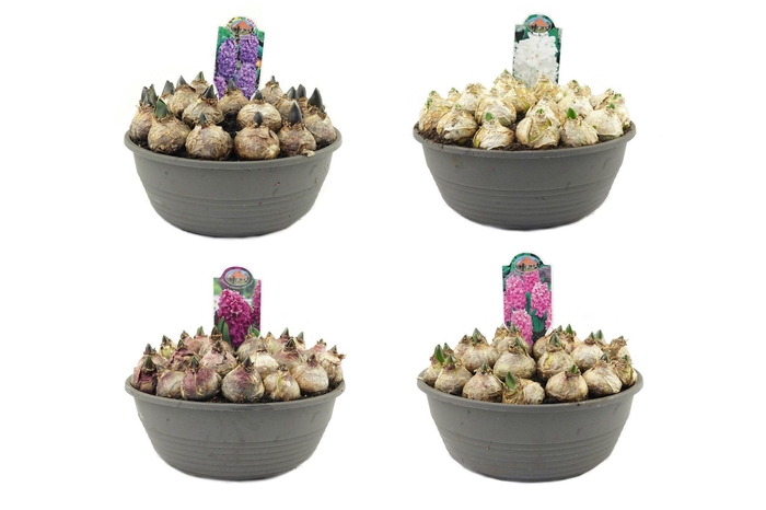 <h4>Hyacinth schaal, 27cm, mix per laag</h4>