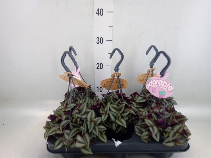 <h4>Tradescantia zebr. 'Purpusii'</h4>