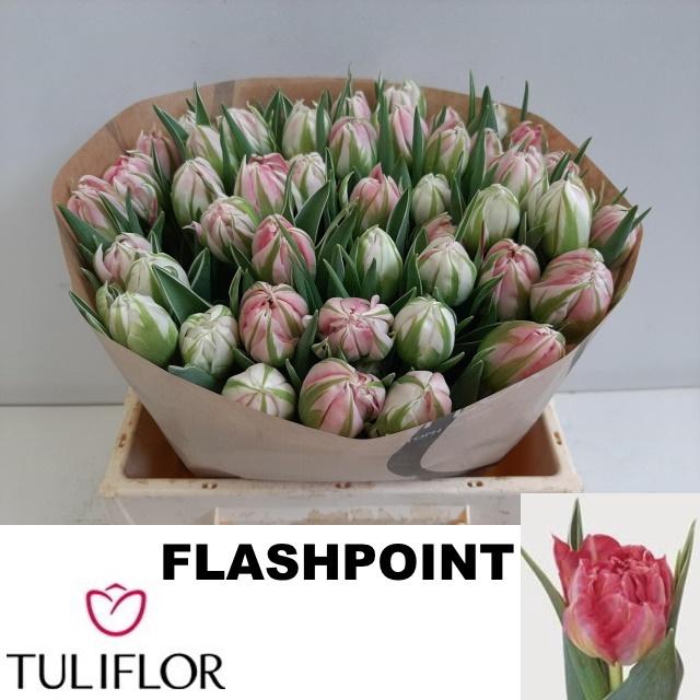 <h4>TU DU FLASH POINT</h4>