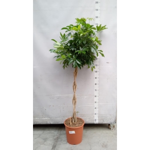 Schefflera arbor. 'Compacta'