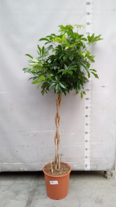 <h4>Schefflera arbor. 'Compacta'</h4>