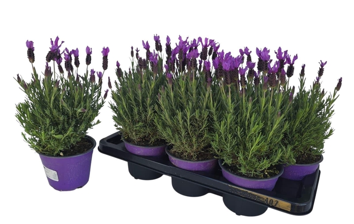 <h4>LAVAN STOECHAS</h4>