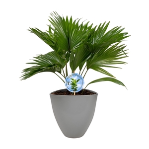 Livistona in avani grey pot aspd Disk etiket Lucht Zuiverend
