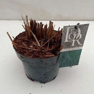 Graminées Miscanthus 'Gracillimus'