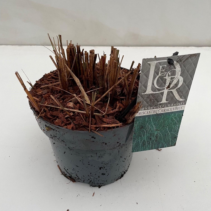 <h4>Graminées Miscanthus 'Gracillimus'</h4>