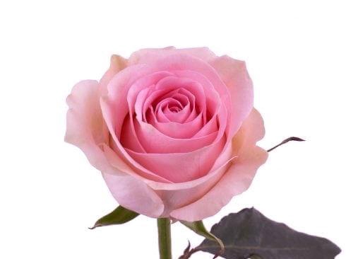 <h4>R GR LUCIANO</h4>