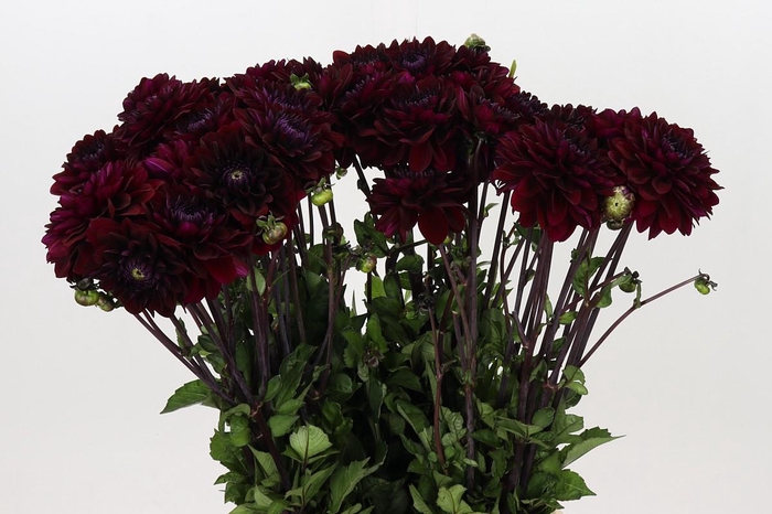 <h4>Dahlia Seniors Darkness</h4>
