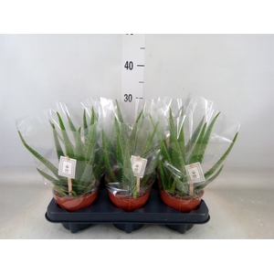 Aloe  'Mistral'