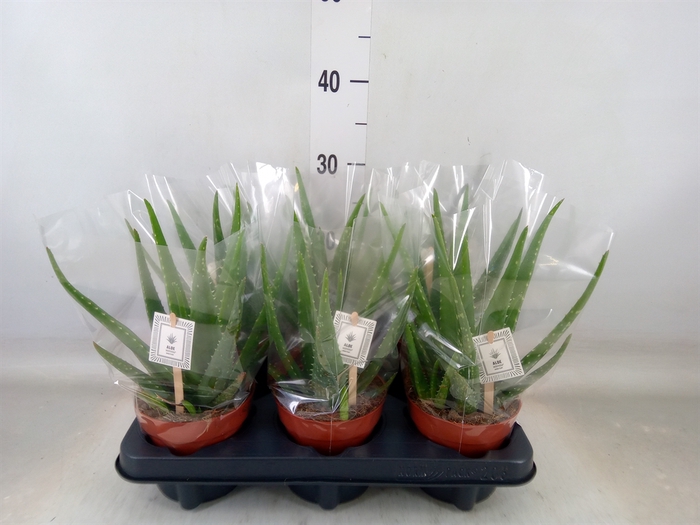 <h4>Aloe  'Mistral'</h4>