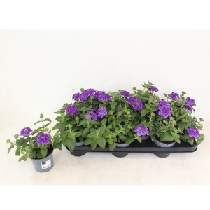 Verbena Vanessa Dark blue