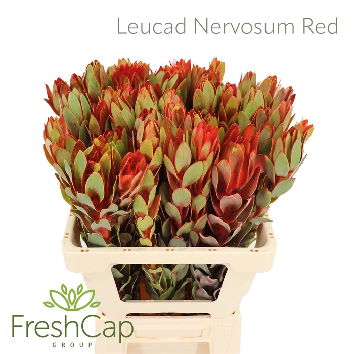 Leucad Nervosum Red