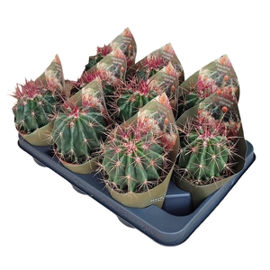 Ferocactus Stainesii Potcover