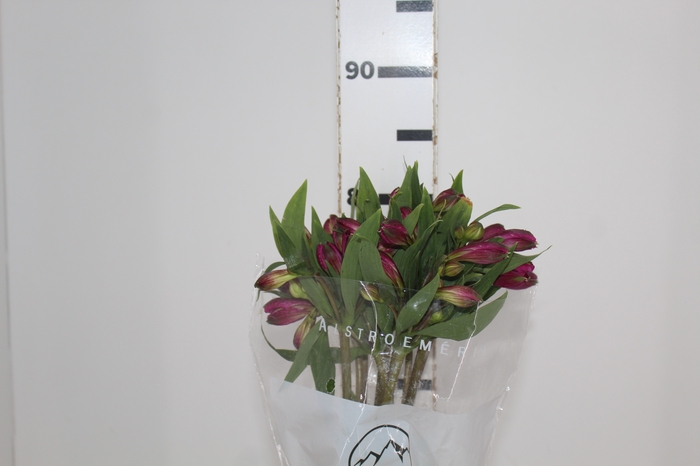 <h4>ALSTROEMERIA XANADU 080 CM ROXO</h4>