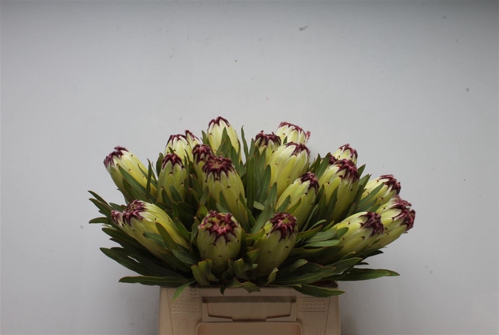 <h4>Protea Limelight</h4>