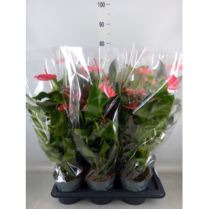 Anthurium  'Karma Pink'