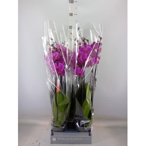 Phalaenopsis  'Popstar'