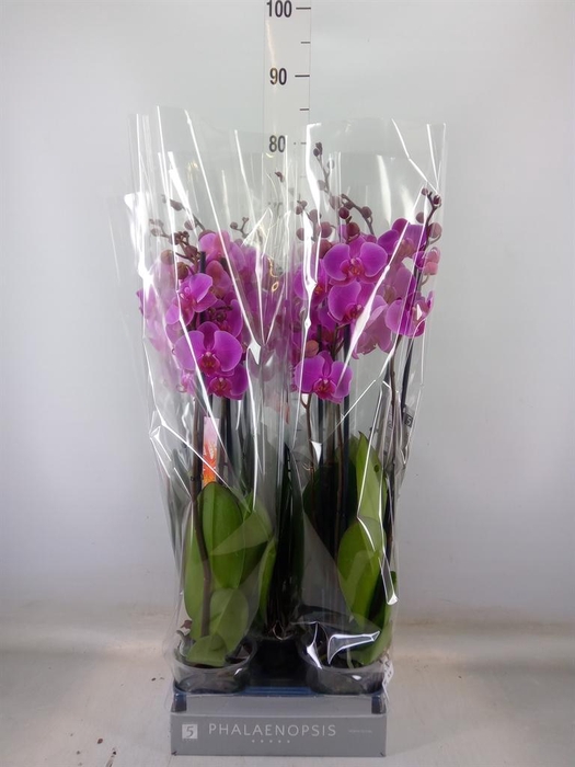 <h4>Phalaenopsis  'Popstar'</h4>