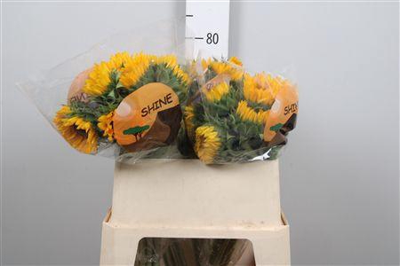 <h4>Heli Orange Fire</h4>