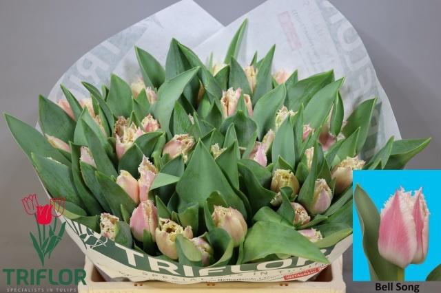 <h4>TU FR BELL SONG</h4>