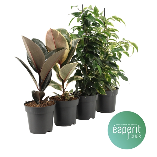 <h4>Ficus Ficuss Mix 3-4 srt.</h4>