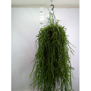 Rhipsalis trigona