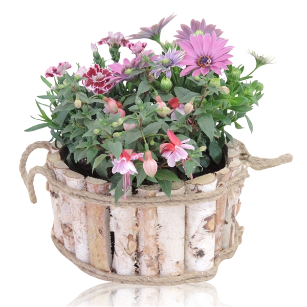 <h4>Arrangementen Hyacinthus 6%</h4>