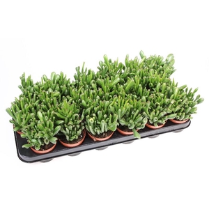Crassula Ovata Hobbit, CR8050