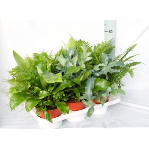 Varens Gemengd Exclusieve soorten