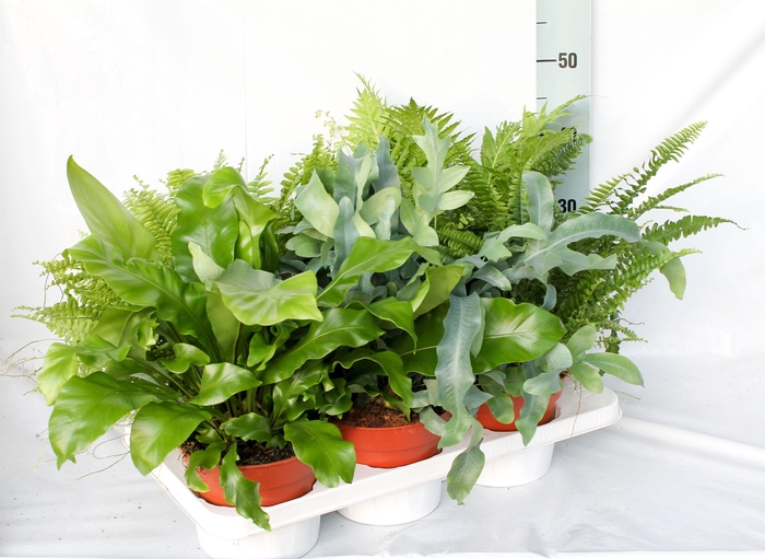 <h4>Varens Gemengd Exclusieve soorten</h4>