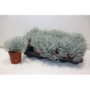 Leucoph Brownii